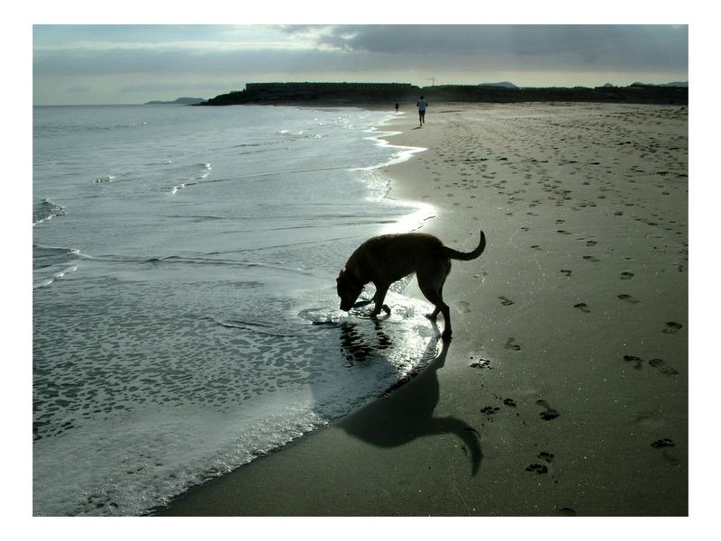 Abendstimmung mit Emma am Strand