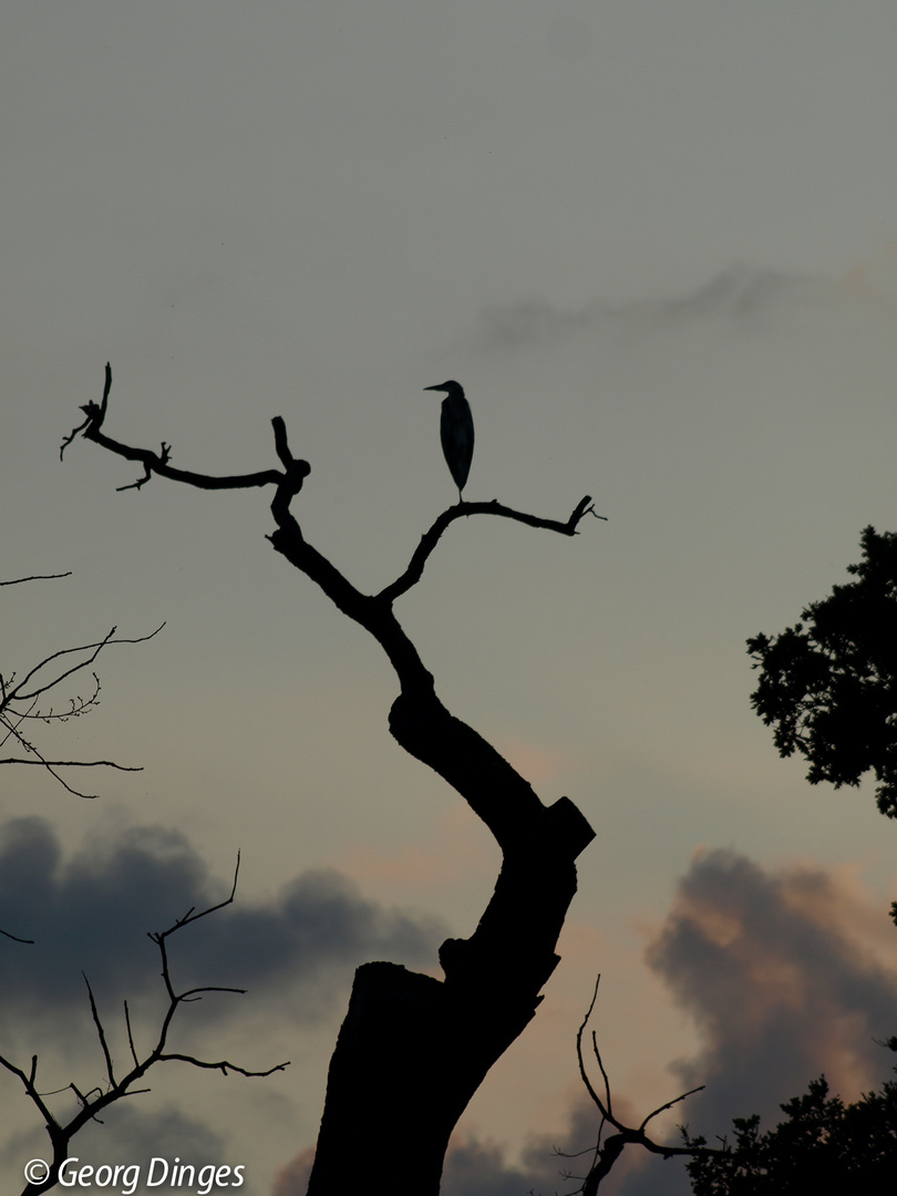 Abendstimmung mit Graureiher 