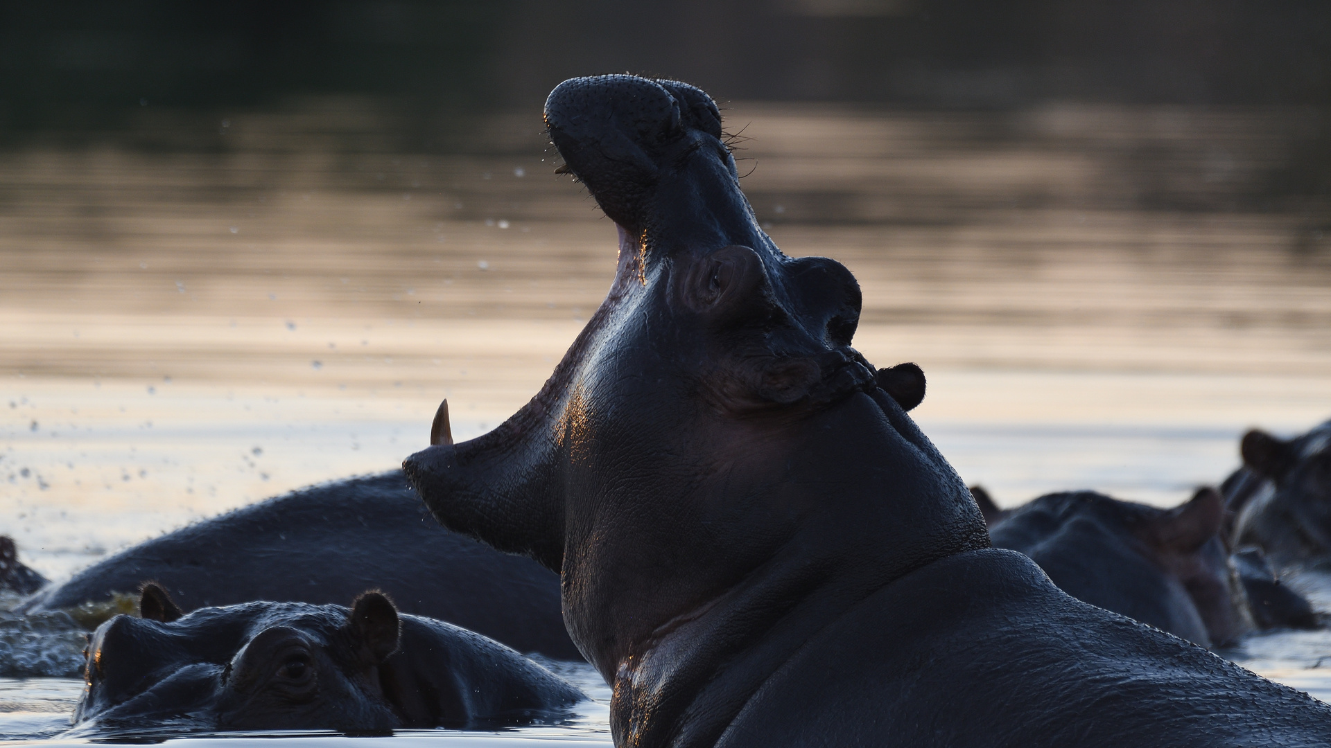 Abendstimmung mit Hippo