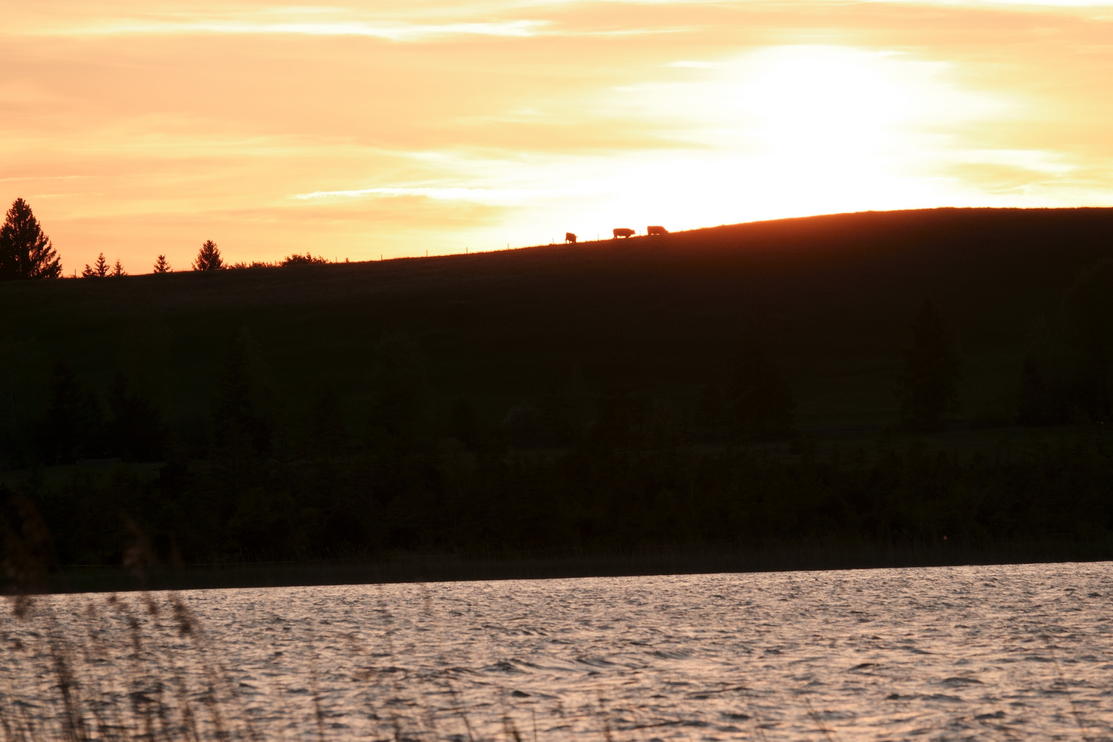 Abendstimmung mit Kühen am Bannwaldsee im Allgäu