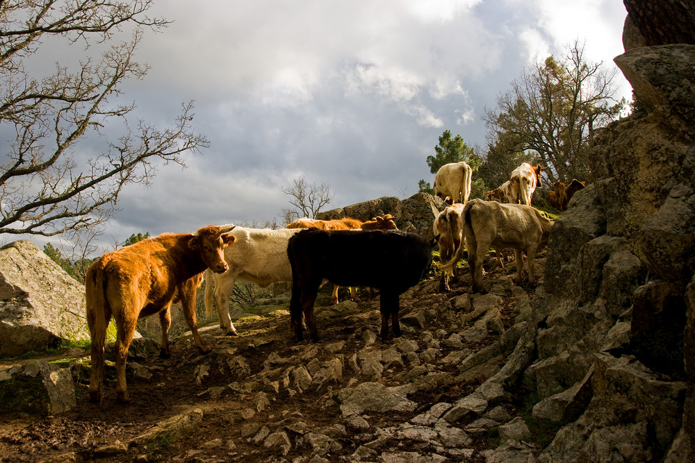 Abendstimmung mit Kühen in Kastilien