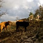 Abendstimmung mit Kühen in Kastilien