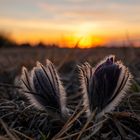 Abendstimmung mit Kühenschellen