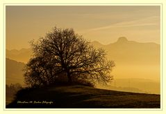 Abendstimmung mit leichtem Nebel oberhalb Oberdiessbach