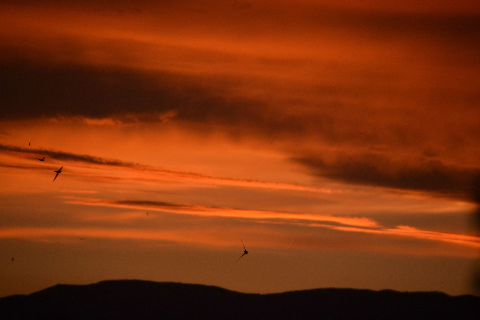 Abendstimmung mit Mauerseglern über Balazuc