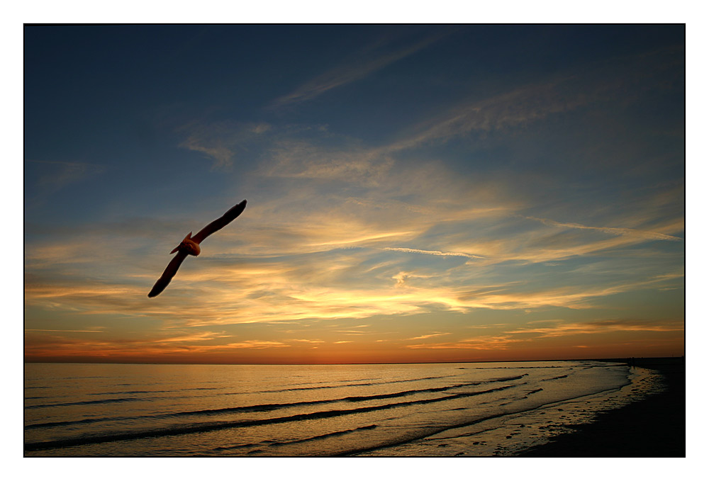 Abendstimmung mit Möwe