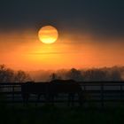 Abendstimmung mit Pferden