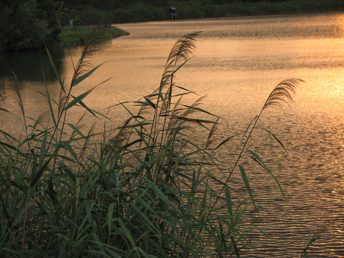 Abendstimmung mit Schilf