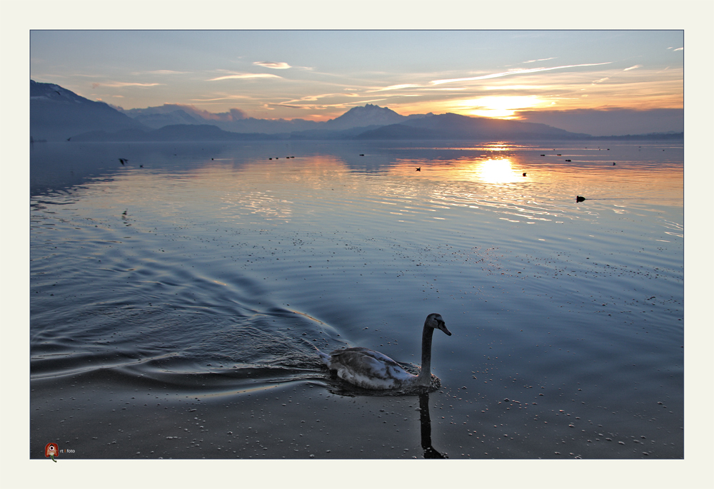 Abendstimmung mit Schwan und Pilatus...