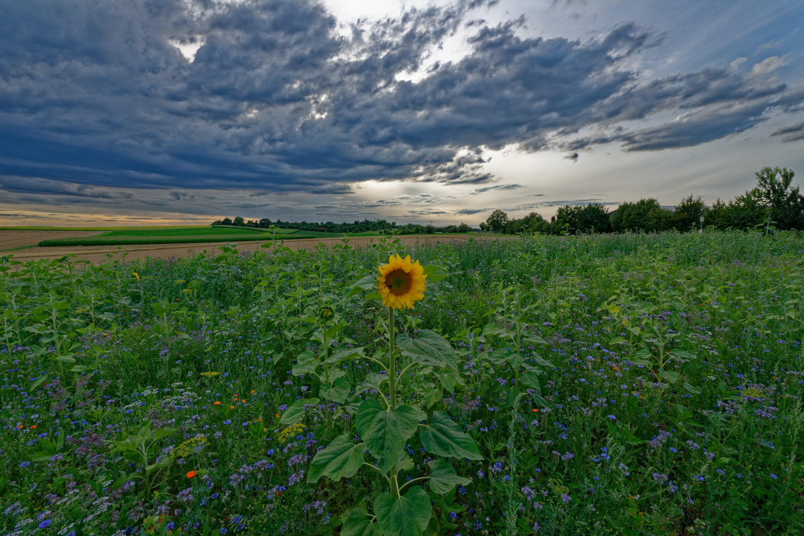 Abendstimmung mit Sonnenblume