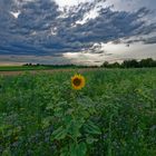 Abendstimmung mit Sonnenblume