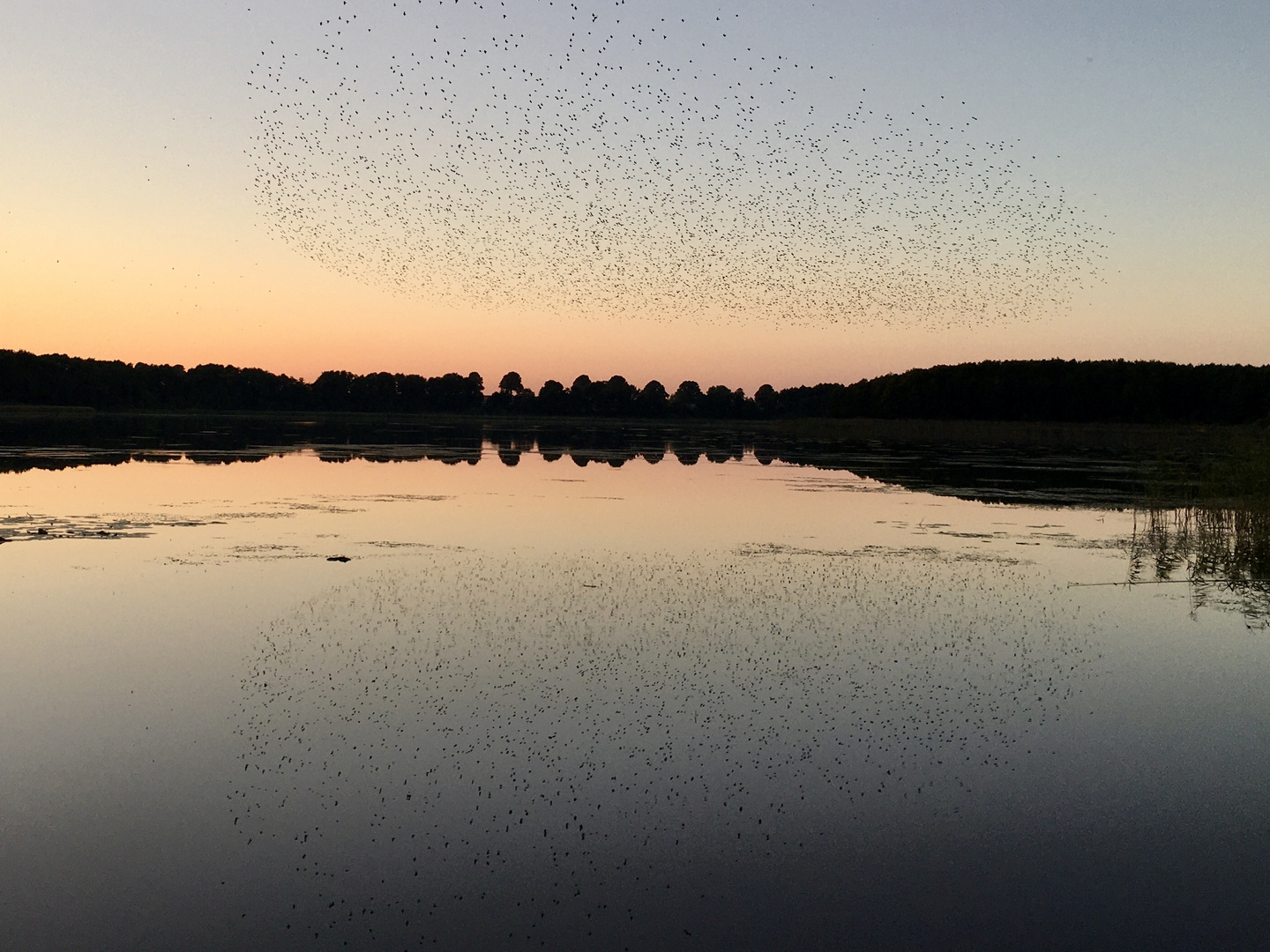 Abendstimmung mit Starenschwarm, Großer Neuheindener See, Mecklenburg 