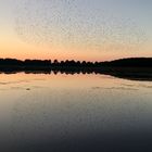 Abendstimmung mit Starenschwarm, Großer Neuheindener See, Mecklenburg 