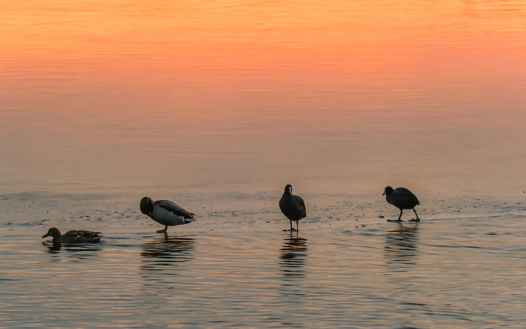 Abendstimmung mit Wasservögeln