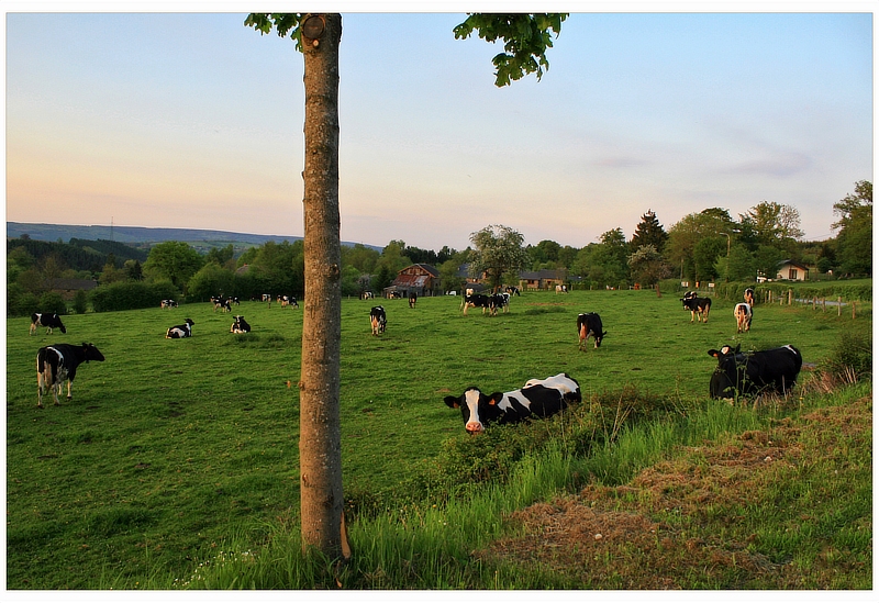 Abendstimmung mit Wiederkäuern