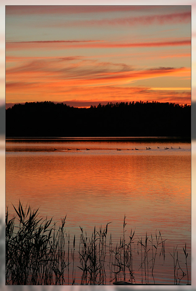 Abendstimmung mit Wildgänsen....