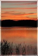 Abendstimmung mit Wildgänsen....