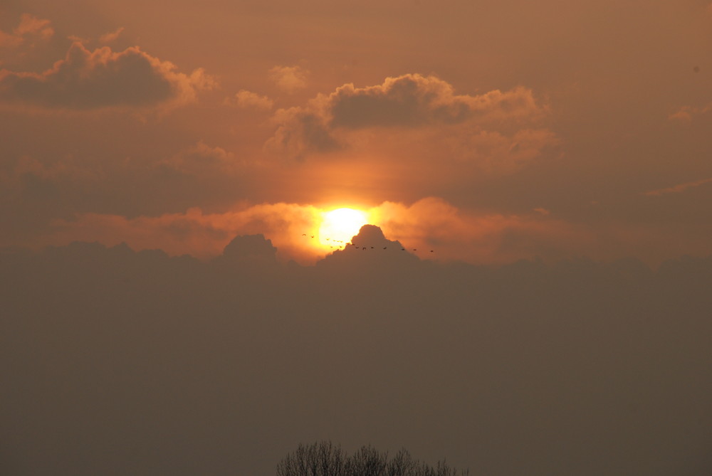 Abendstimmung mit Zugvogelschwarm