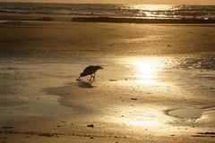 Abendstimmung - Norderney 2015