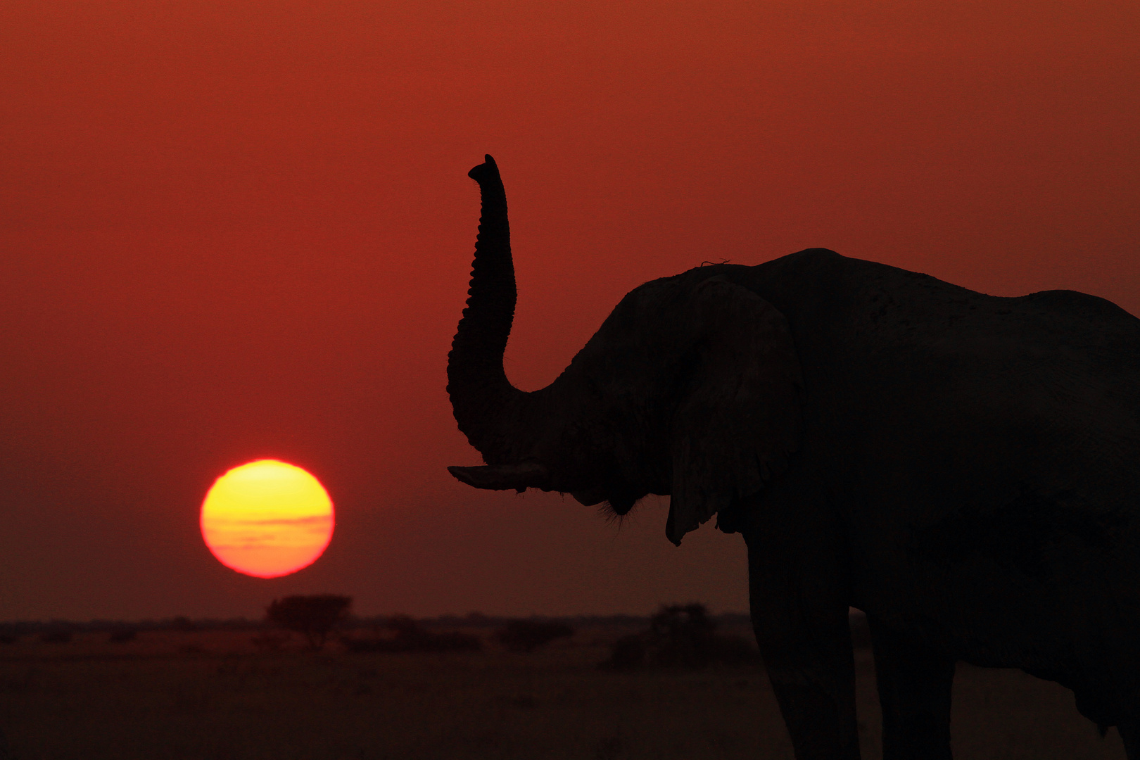 Abendstimmung, Nxai Pan, Botswana