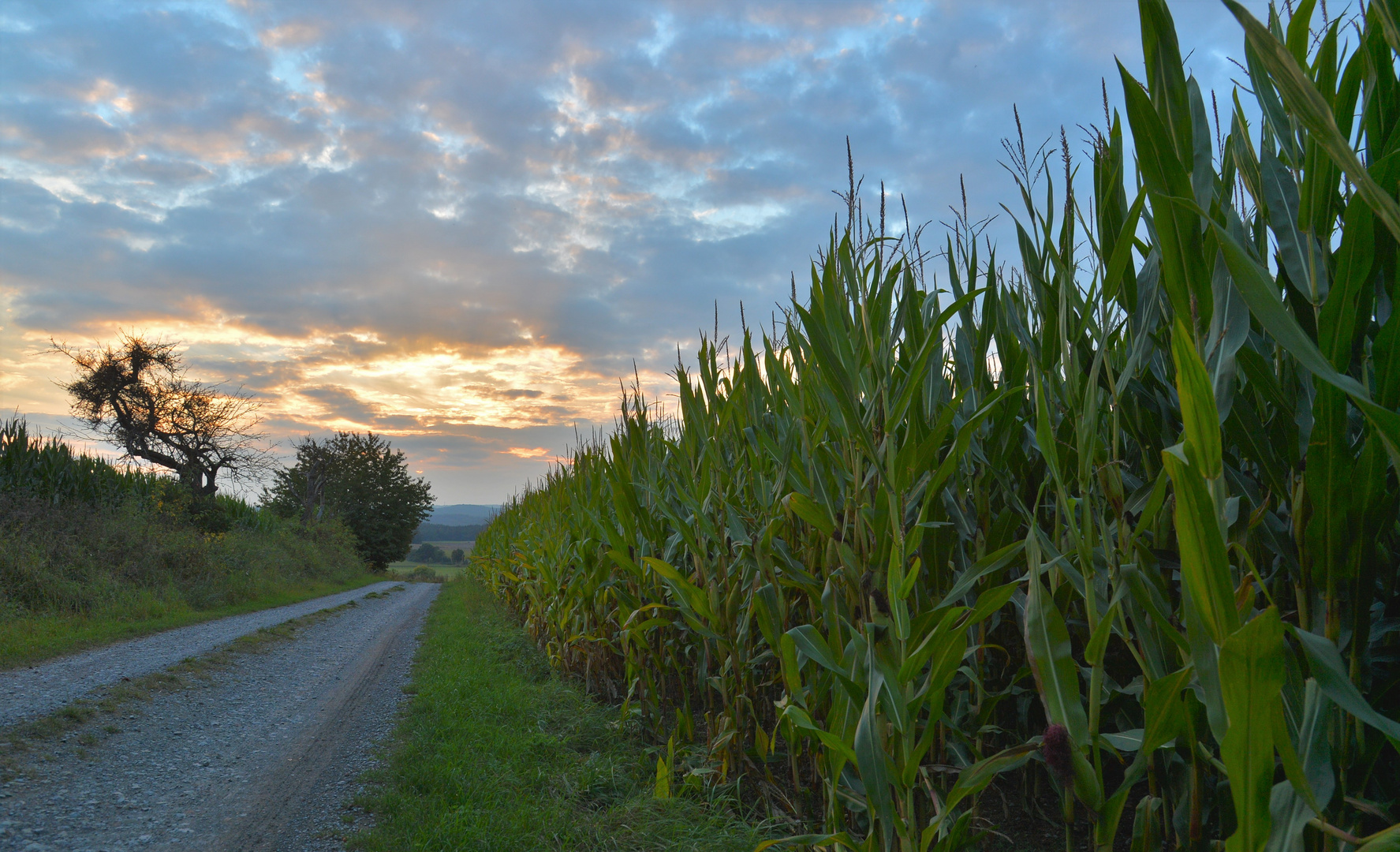 Abendstimmung (por la tarde)