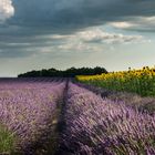 Abendstimmung - Provence