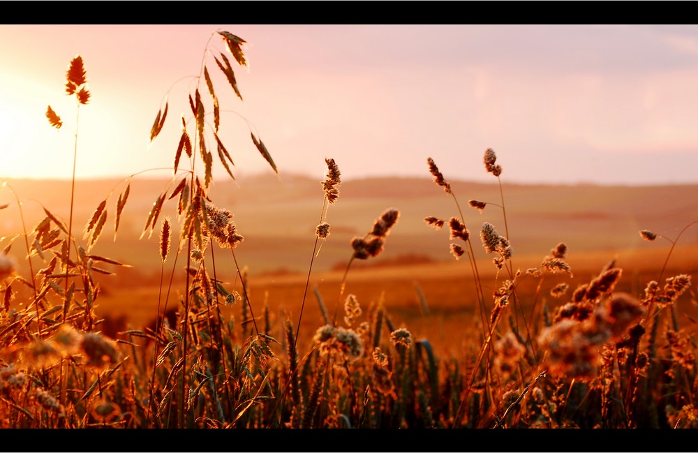 abendstimmung / sommer