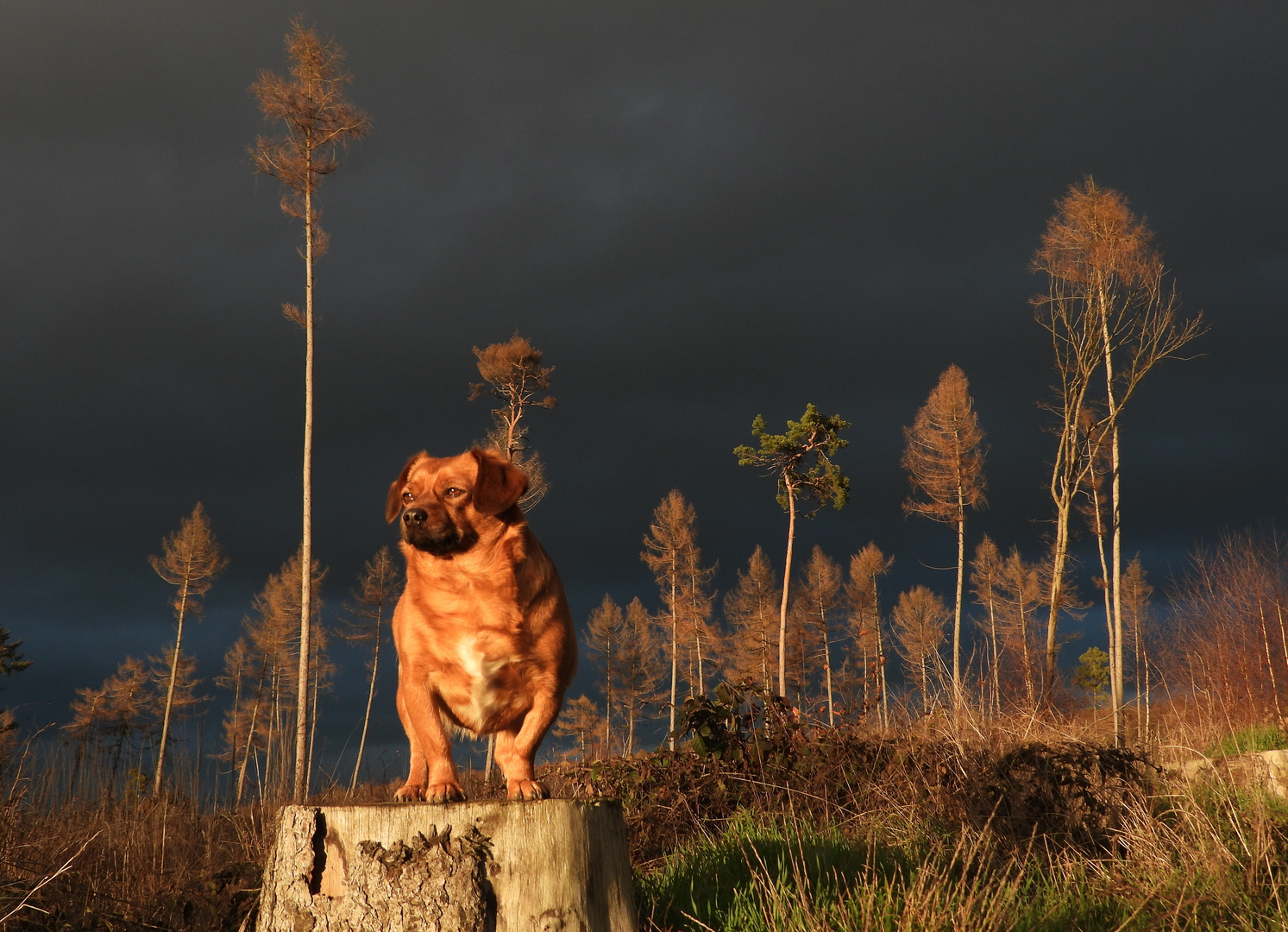 Abendstimmung - Taunus/Hunde_07