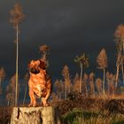 Abendstimmung - Taunus/Hunde_07