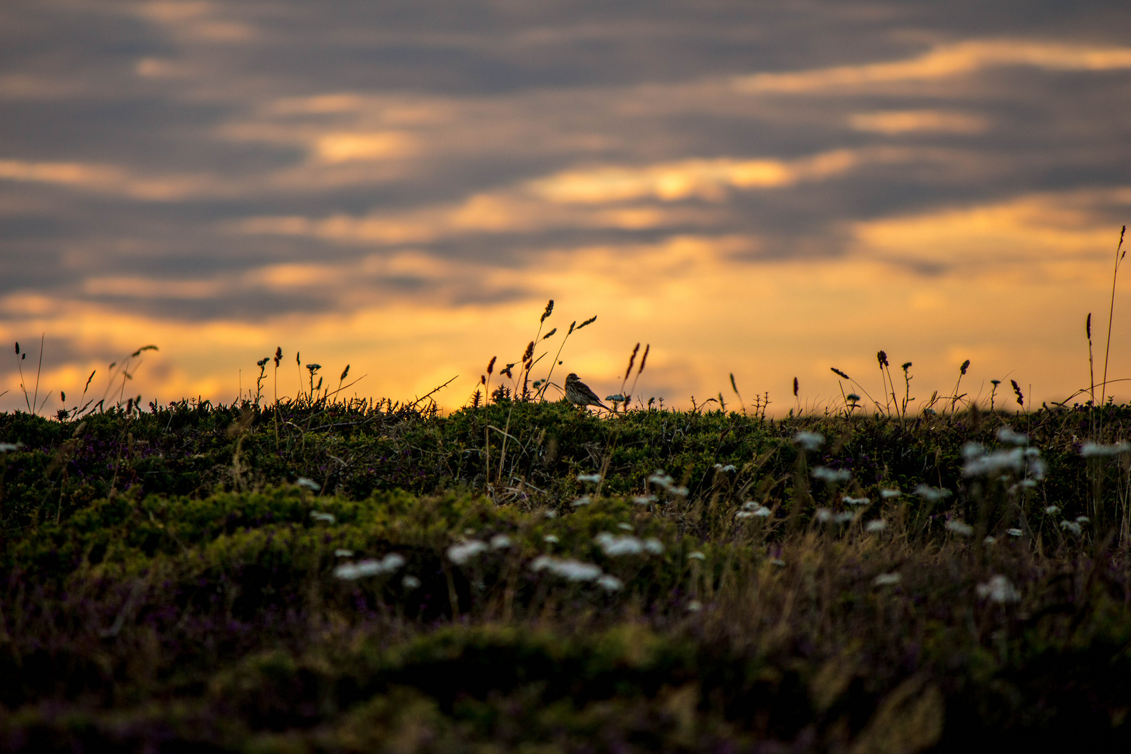 Abendstimmung trifft auf Vögelchen