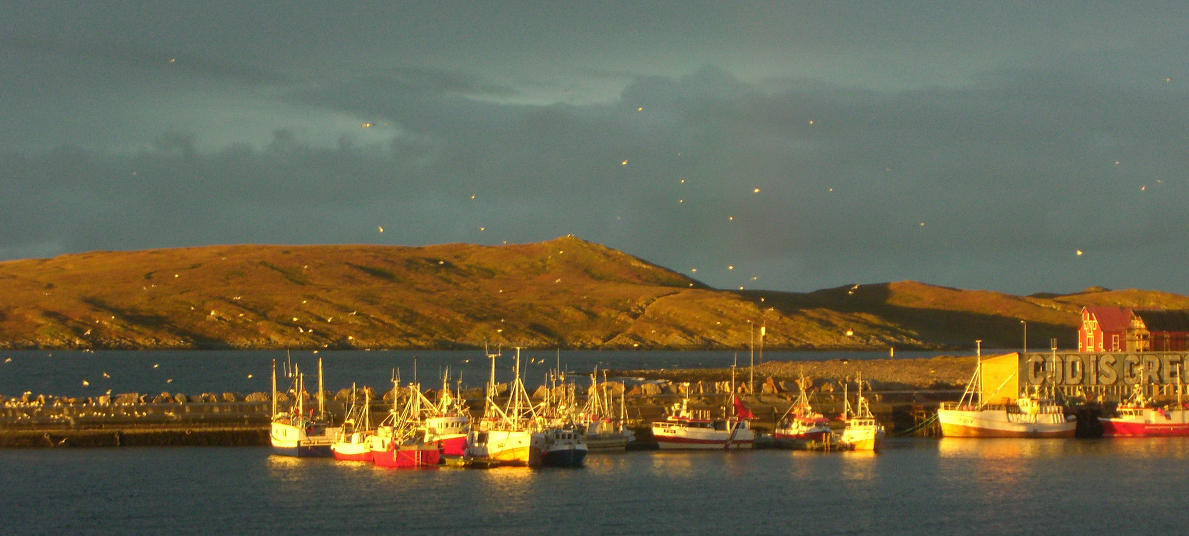 Abendstimmung über dem Fjord.Die Möven fliegen ein.