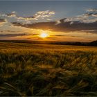 Abendstimmung über dem Getreide