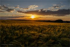 Abendstimmung über dem Getreide