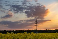 Abendstimmung über dem Rapsfeld