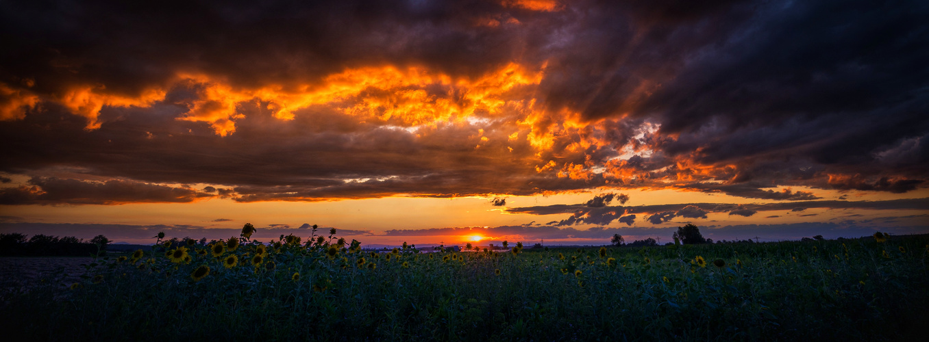 Abendstimmung über den Feldern