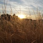 Abendstimmung über den Wiesen