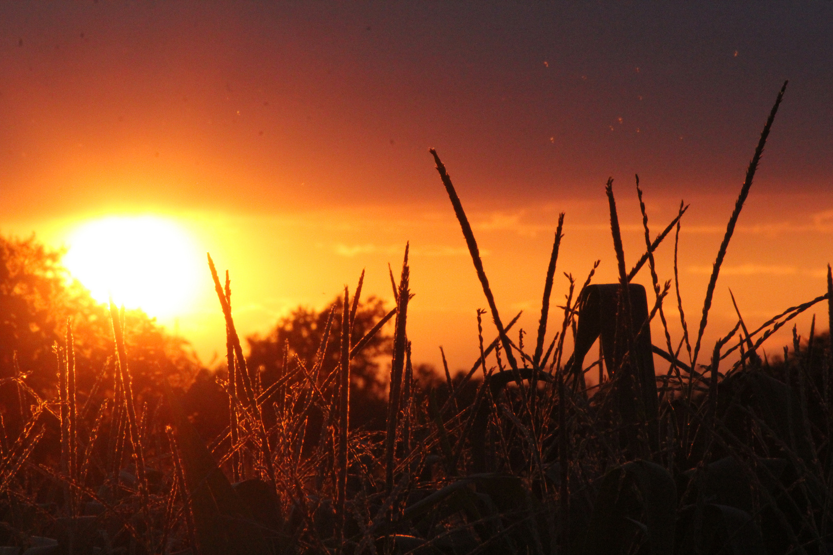 Abendstimmung über einem Maisfeld