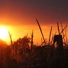 Abendstimmung über einem Maisfeld