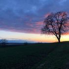 Abendstimmung über Rheinhessen