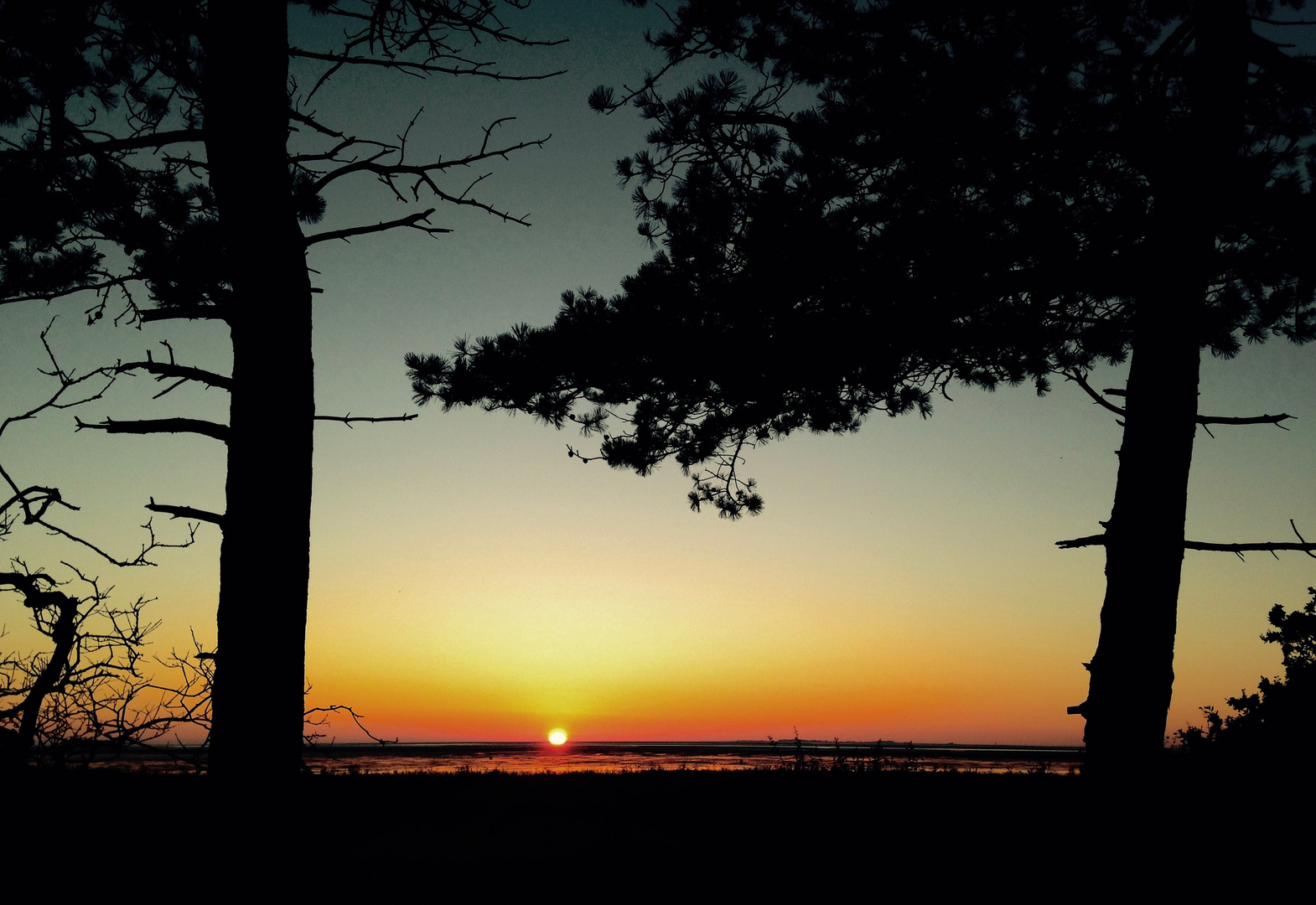 Abendstimmung unter Kiefern