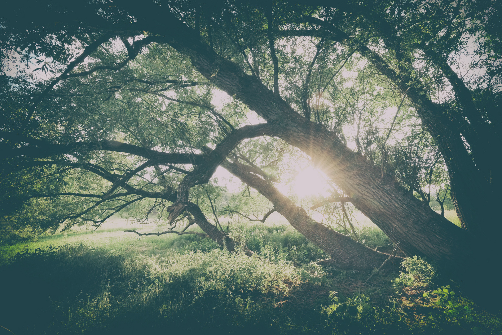 Abendstimmung unterm Baum