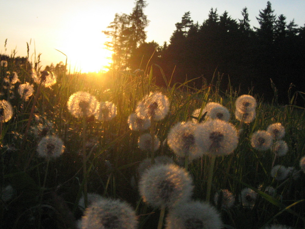 Abendstimmung Uttenhof