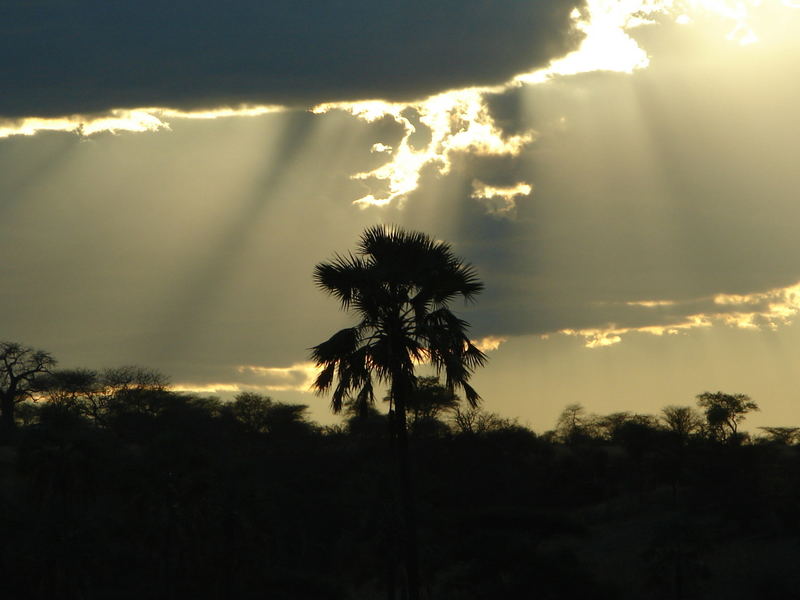 Abendstrahlen im Tarangire