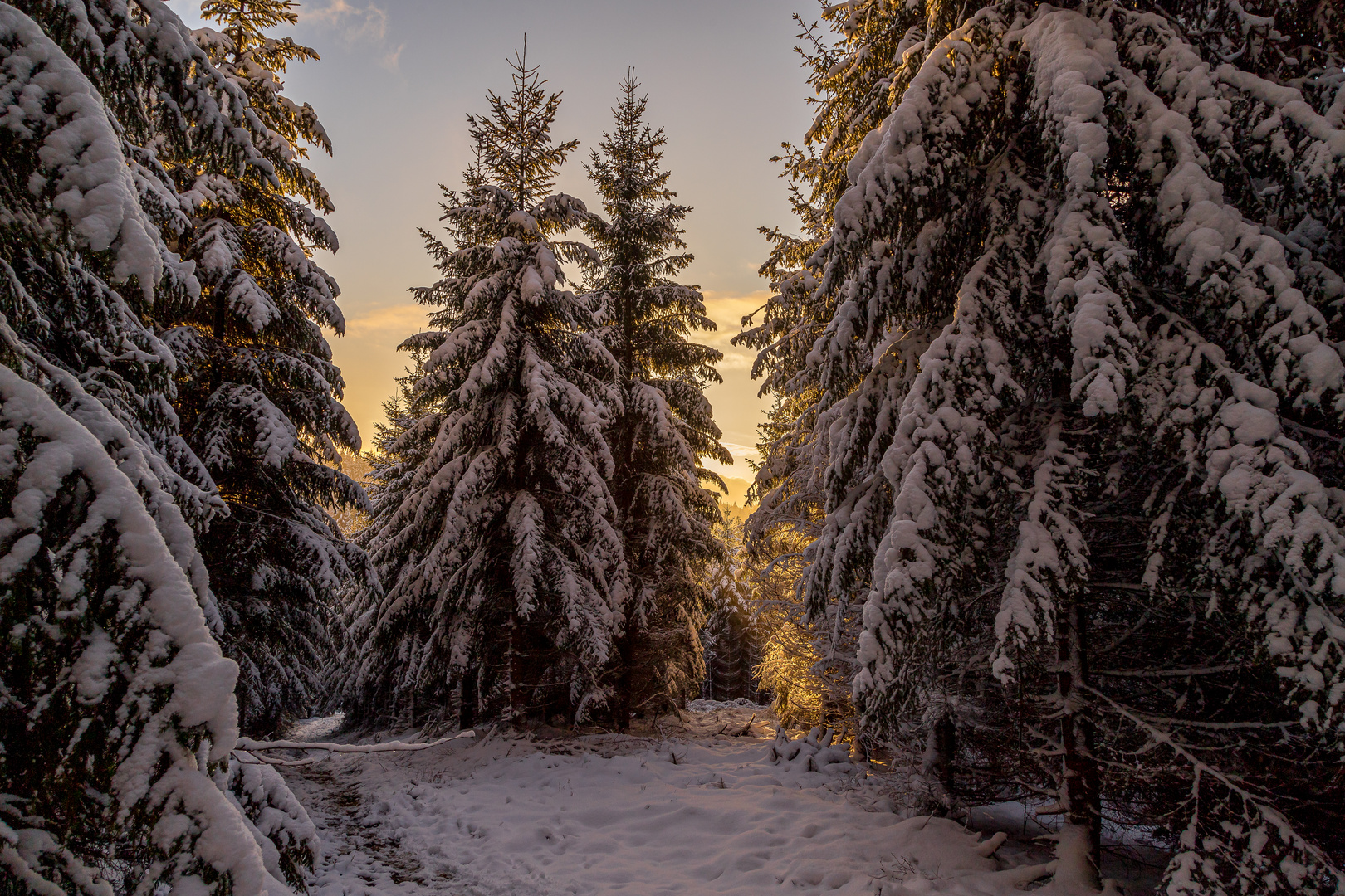 Abendstunde im verschneiten Wald