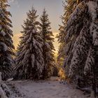 Abendstunde im verschneiten Wald