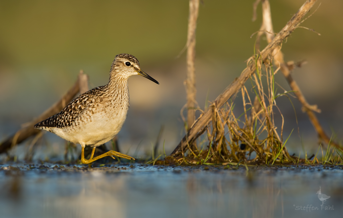 Abendstunde mit Bruchwasserläufer