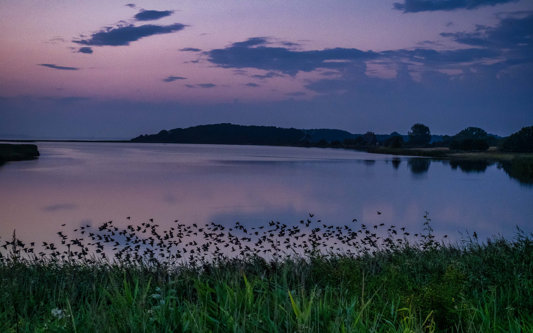 Abendszene mit Starenschwarm