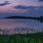 Abendszene mit Starenschwarm