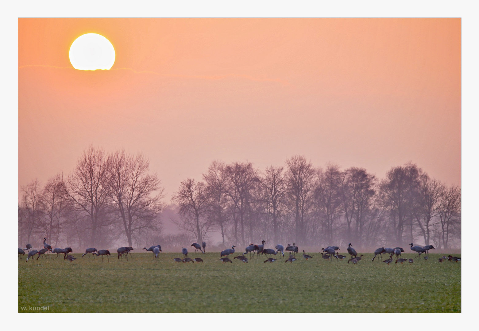 Abendtisch der Kraniche