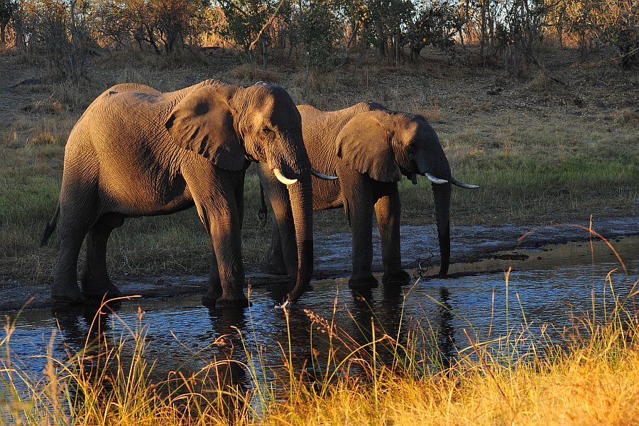 Abendtrunk im Savuti-Kanal